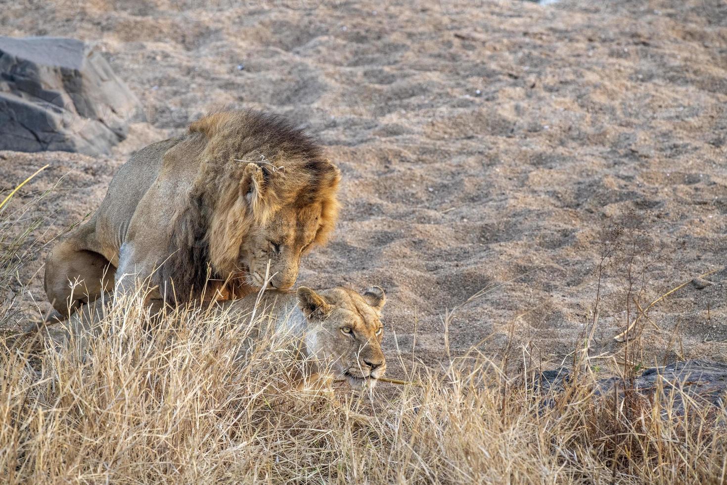 Löwen paaren sich im Krüger Park in Südafrika foto