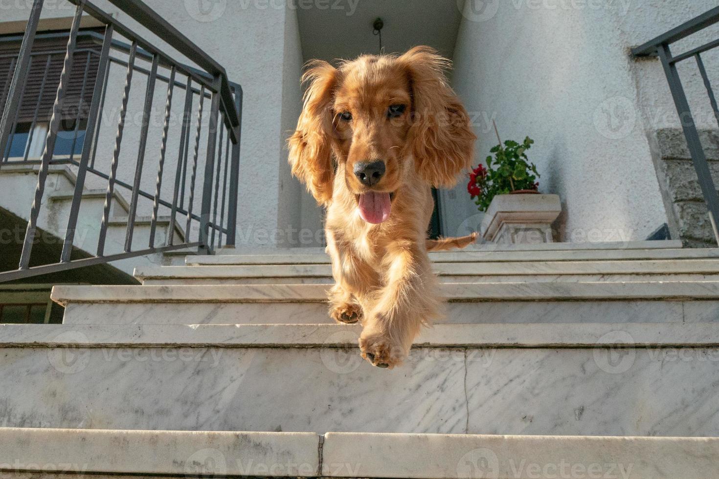 Hündchen-Cocker-Spaniel-Porträt, das von der Treppe hinuntergeht foto