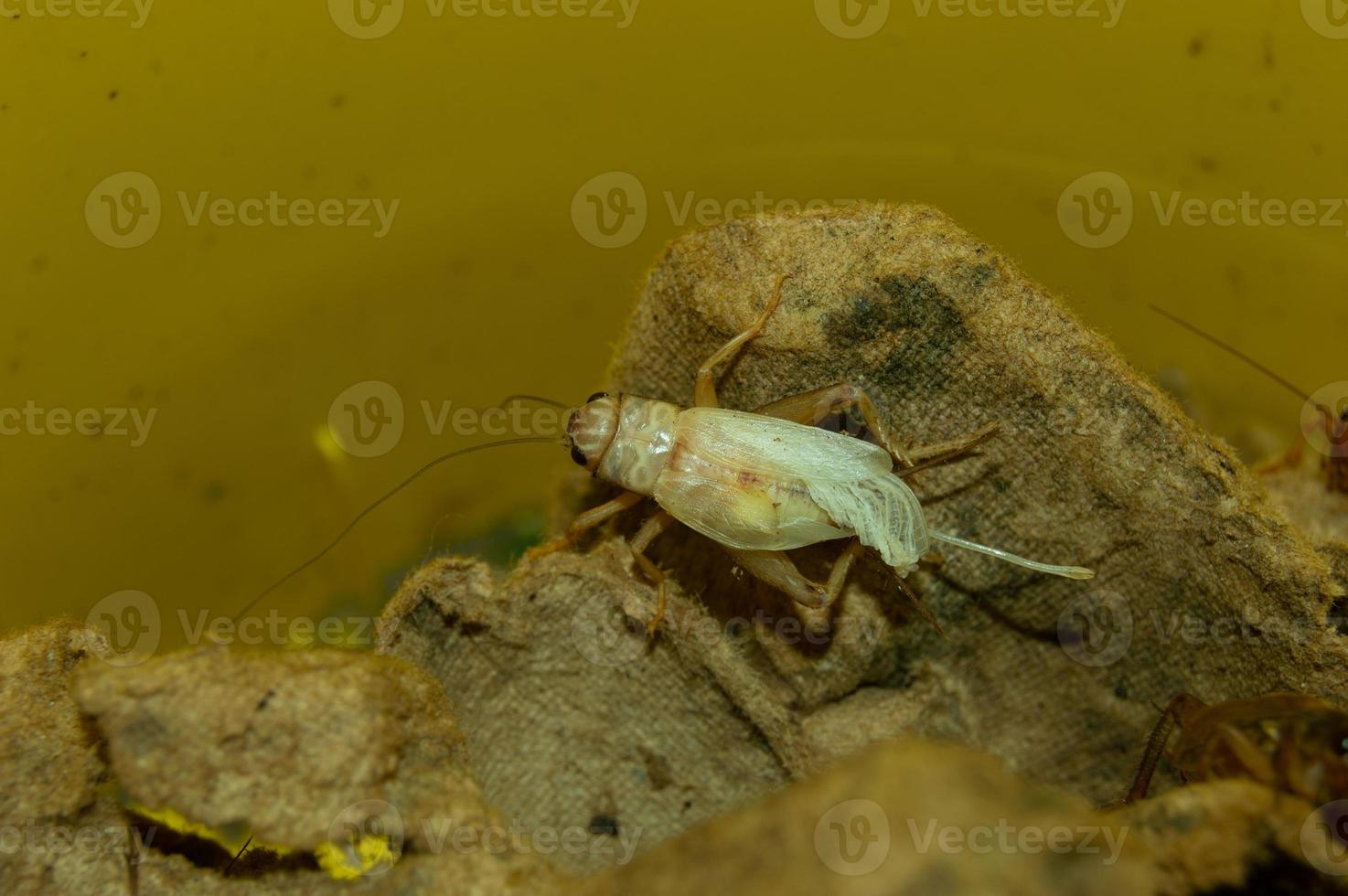 Nahaufnahme von Gryllidae mit hohem Proteingehalt foto