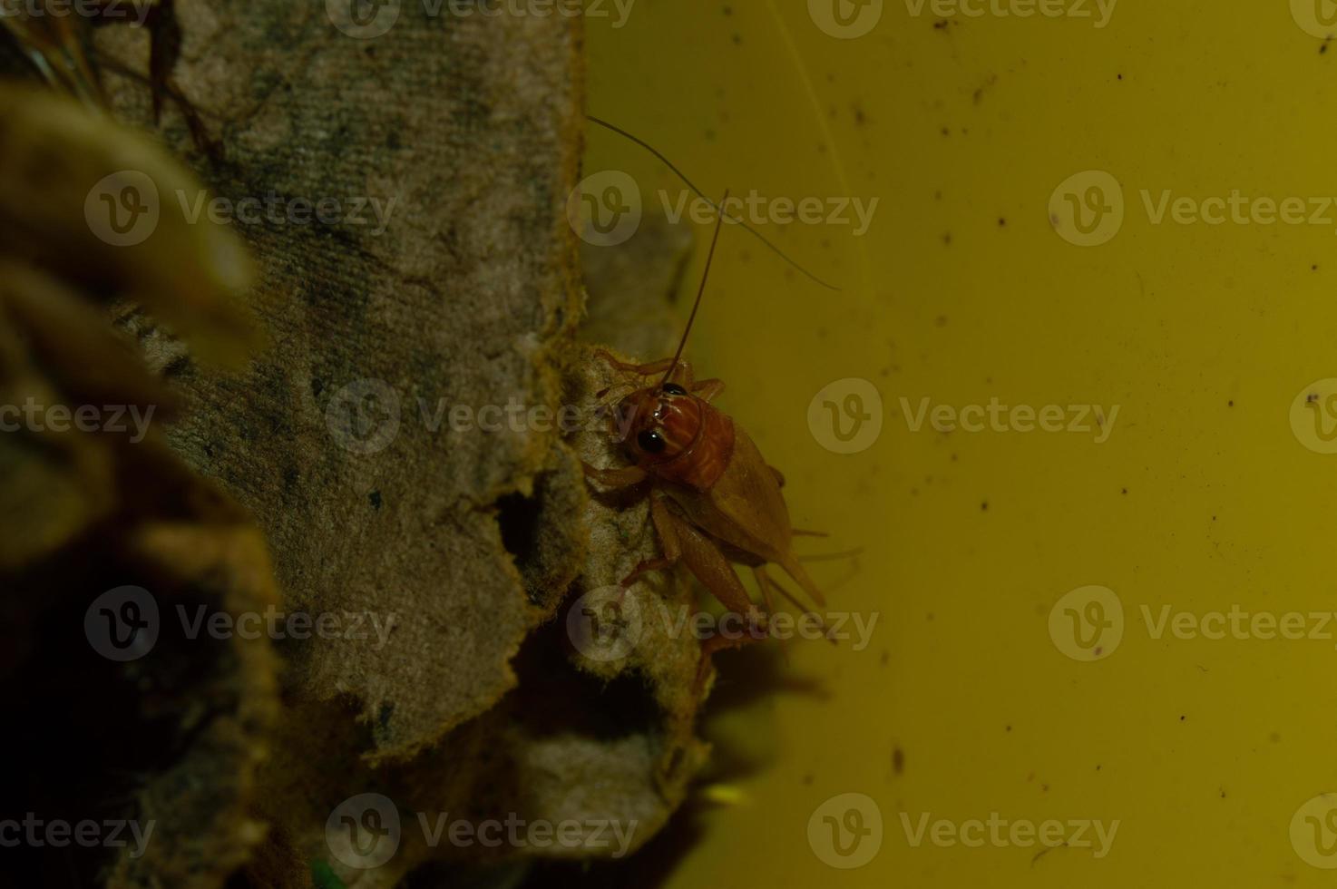 Nahaufnahme von Gryllidae mit hohem Proteingehalt foto