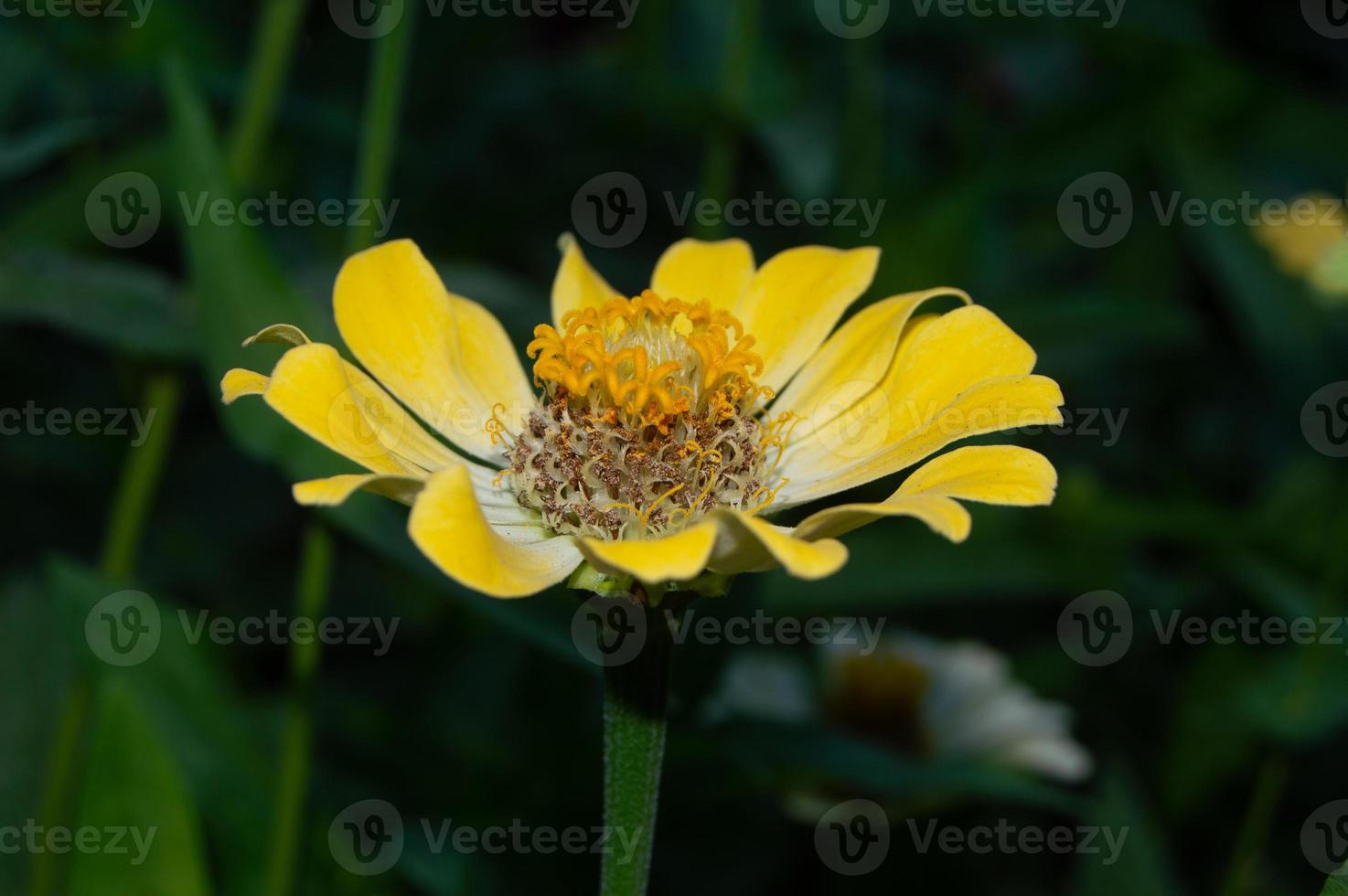 Zinnien blühen im Garten. Diese Blume hat eine sehr dünne und steife Blütenkrone, die einem Blatt Papier ähnelt. zinia besteht aus 20 Pflanzenarten foto