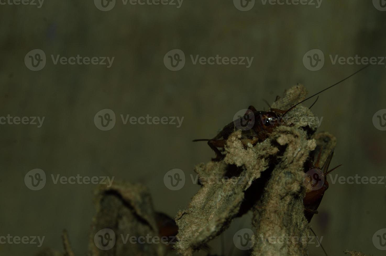 Nahaufnahme von Gryllidae mit hohem Proteingehalt foto