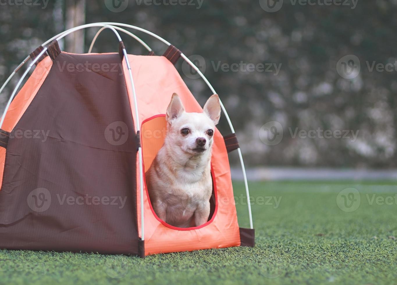 brauner Chihuahua-Hund mit kurzen Haaren, der in einem orangefarbenen Campingzelt auf grünem Gras sitzt, im Freien. Haustierreisekonzept. foto