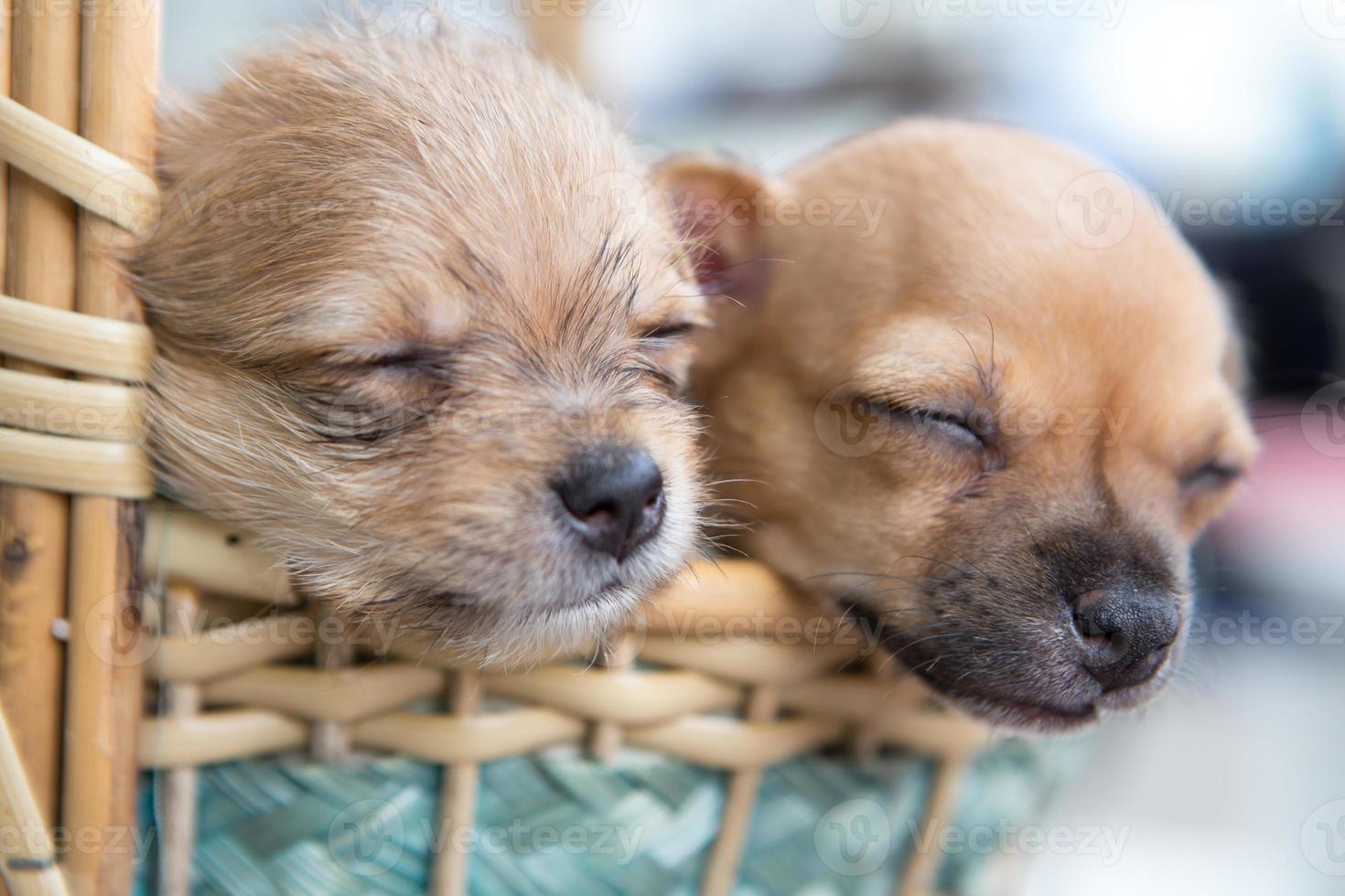 nahaufnahme chihuahua welpen hund schlafen foto