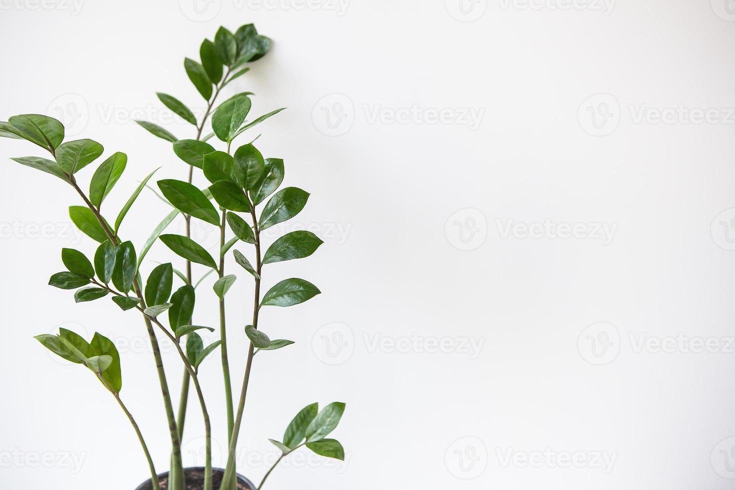 Gartenkonzept. vertikales Foto einer Zamioculcas-Zimmerpflanze, die in einem weißen Topf wächst. Banner, Platz für Text.