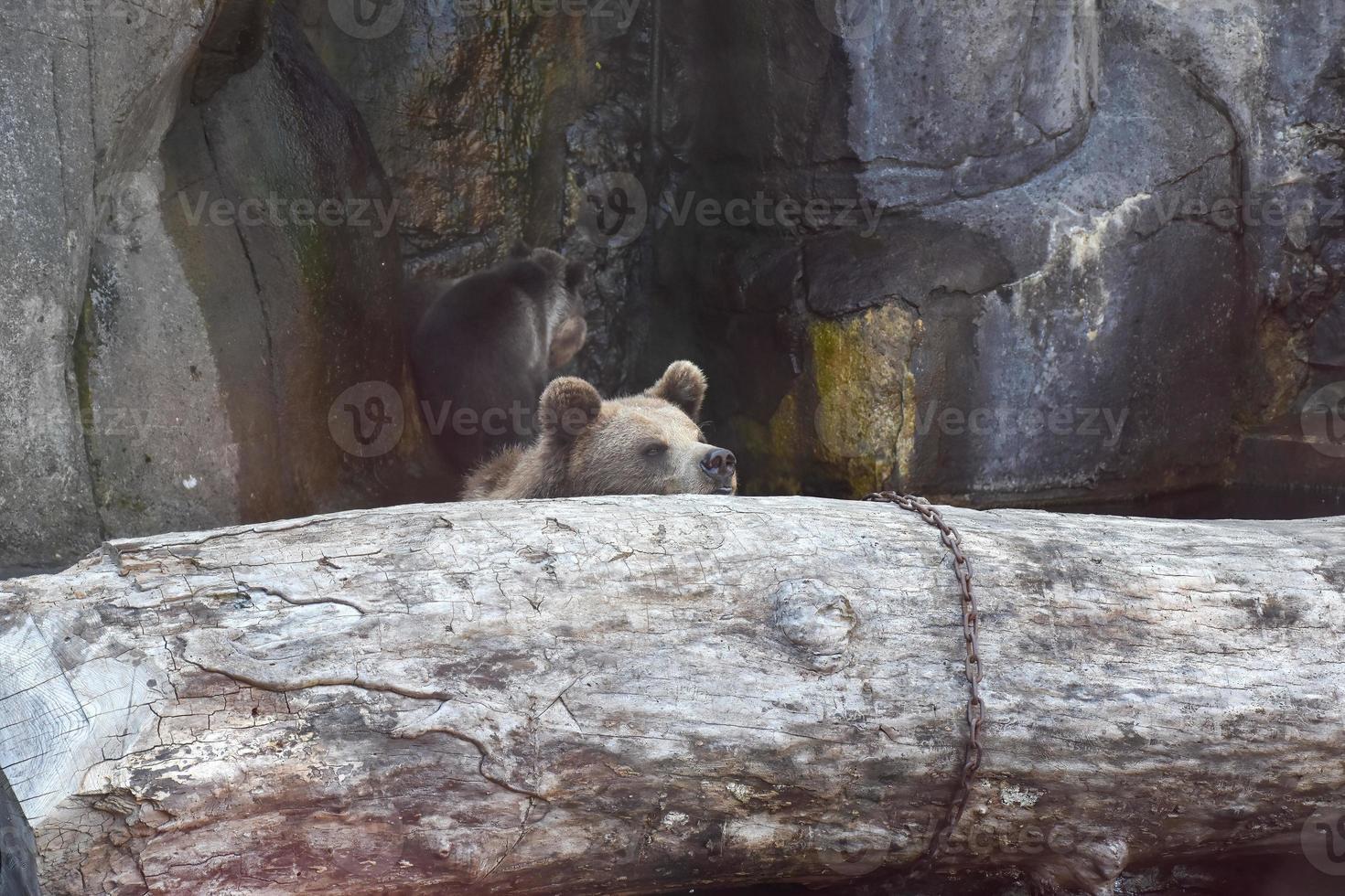 Braunbären ruhen auf einem Holzscheit. im hintergrund gibt es felsen, ein naturschutzgebiet für bären. foto