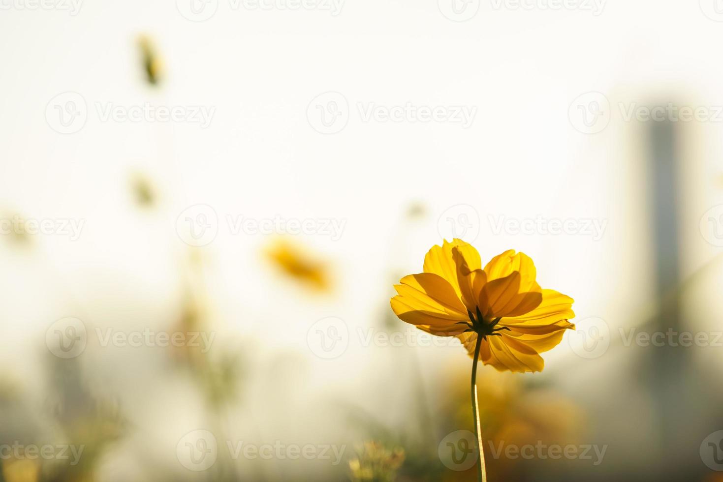 Nahaufnahme der gelben Kosmos-Blume unter Sonnenlicht mit Kopierraum unter Verwendung natürlicher Pflanzenlandschaft als Hintergrund, Ökologie-Tapeten-Deckblattkonzept. foto