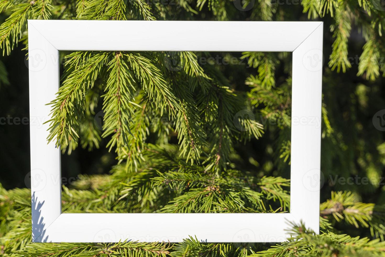 Ein leerer weißer Rahmen auf einem Hintergrund aus grünen Fichtenzweigen mit einem Platz zum Kopieren. Weihnachtsgrüße foto