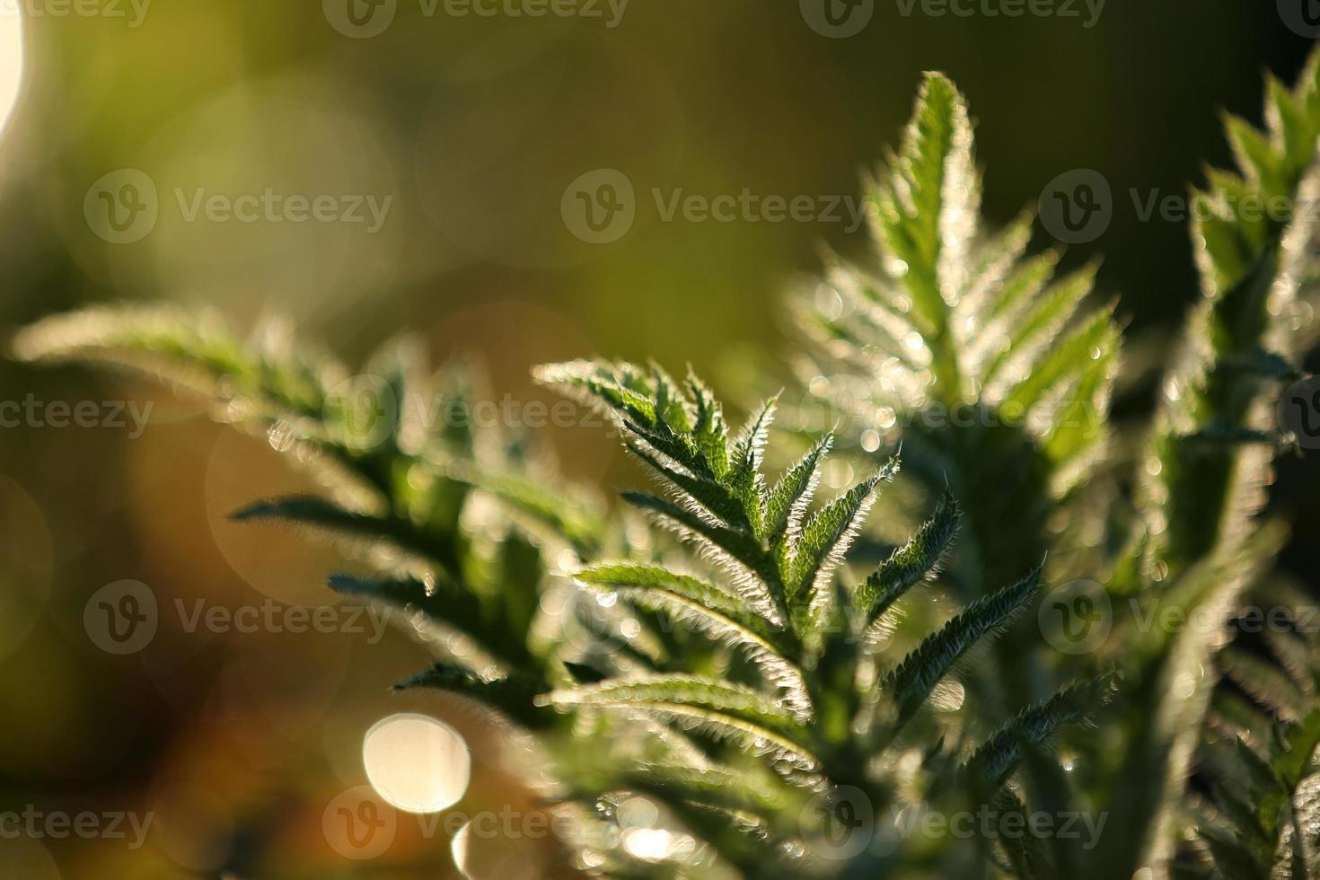 frische grüne blätter mit wassertropfen. grüne blumen in sommermorgenregentropfen. sonnenstrahlen brechen nach regen durch den zweig. Grüns in sauberen Tautropfen. sonnenstrahl in der sommernatur. Ökologie Umwelt foto