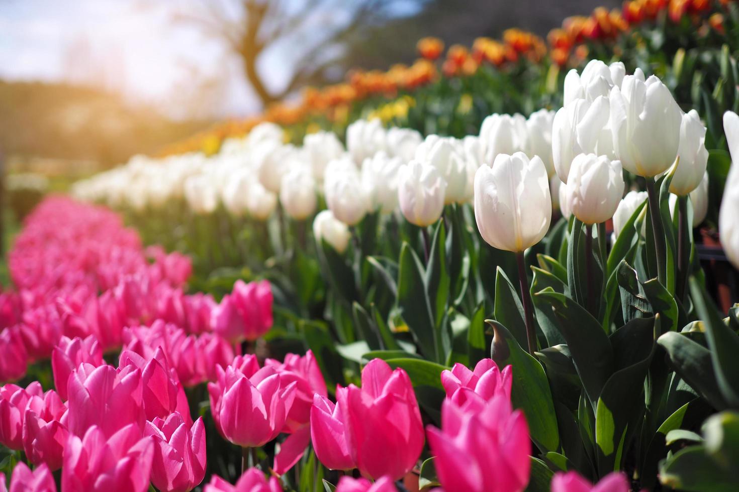 Im Frühling blühen im Garten verschiedene bunte Tulpen. Tulpenfest foto