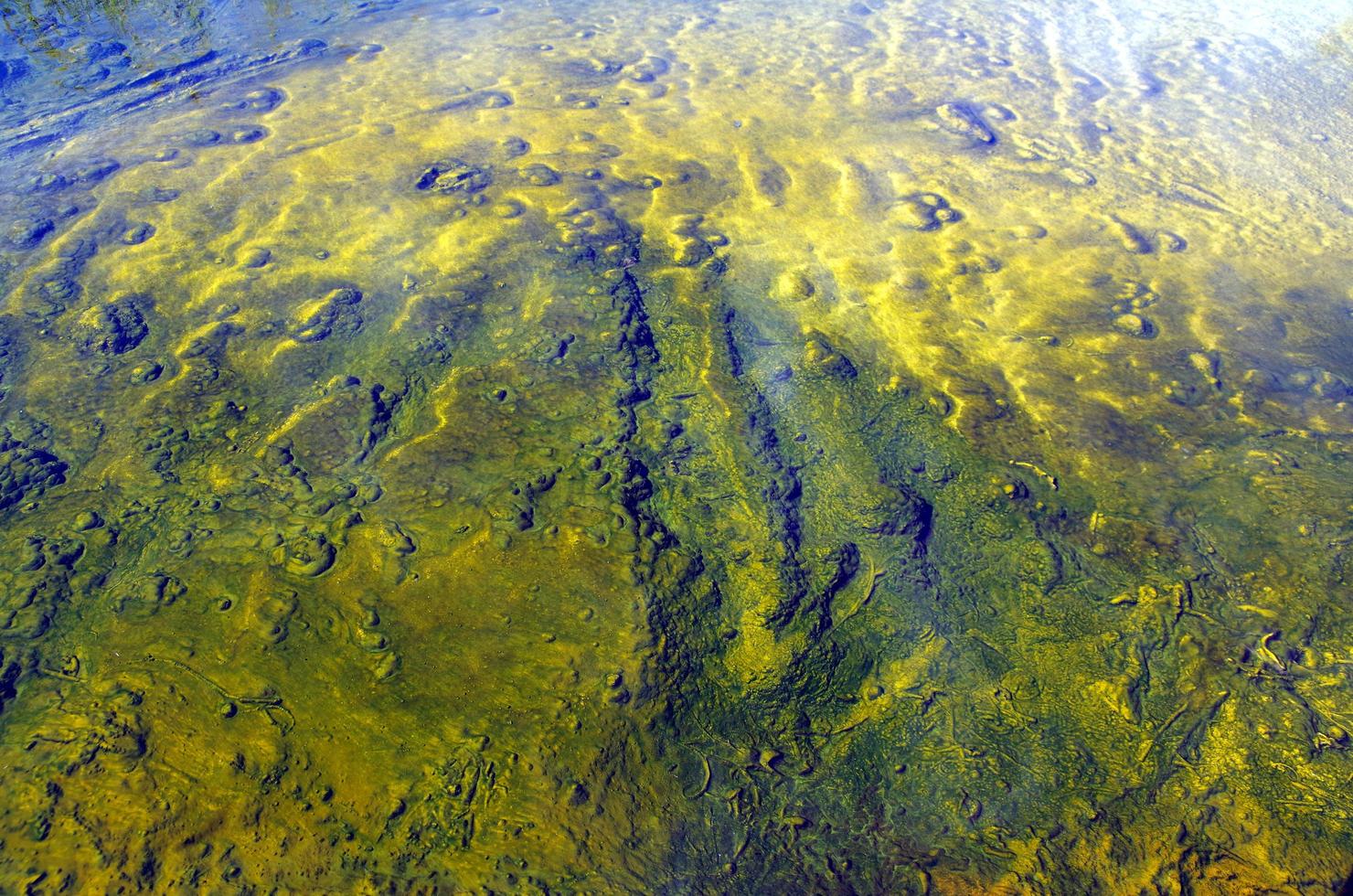 grünes Moos im Wasser foto