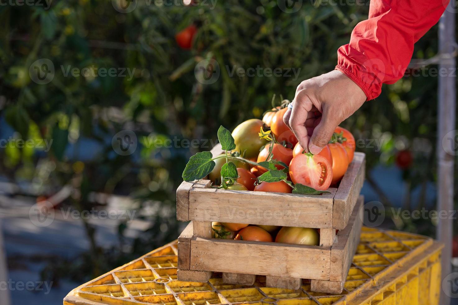 Bauern, die Tomaten in Holzkisten mit grünen Blättern und Blumen ernten. Stillleben mit frischen Tomaten isoliert auf Tomatenfarmhintergrund, Draufsicht des ökologischen Landbaus foto