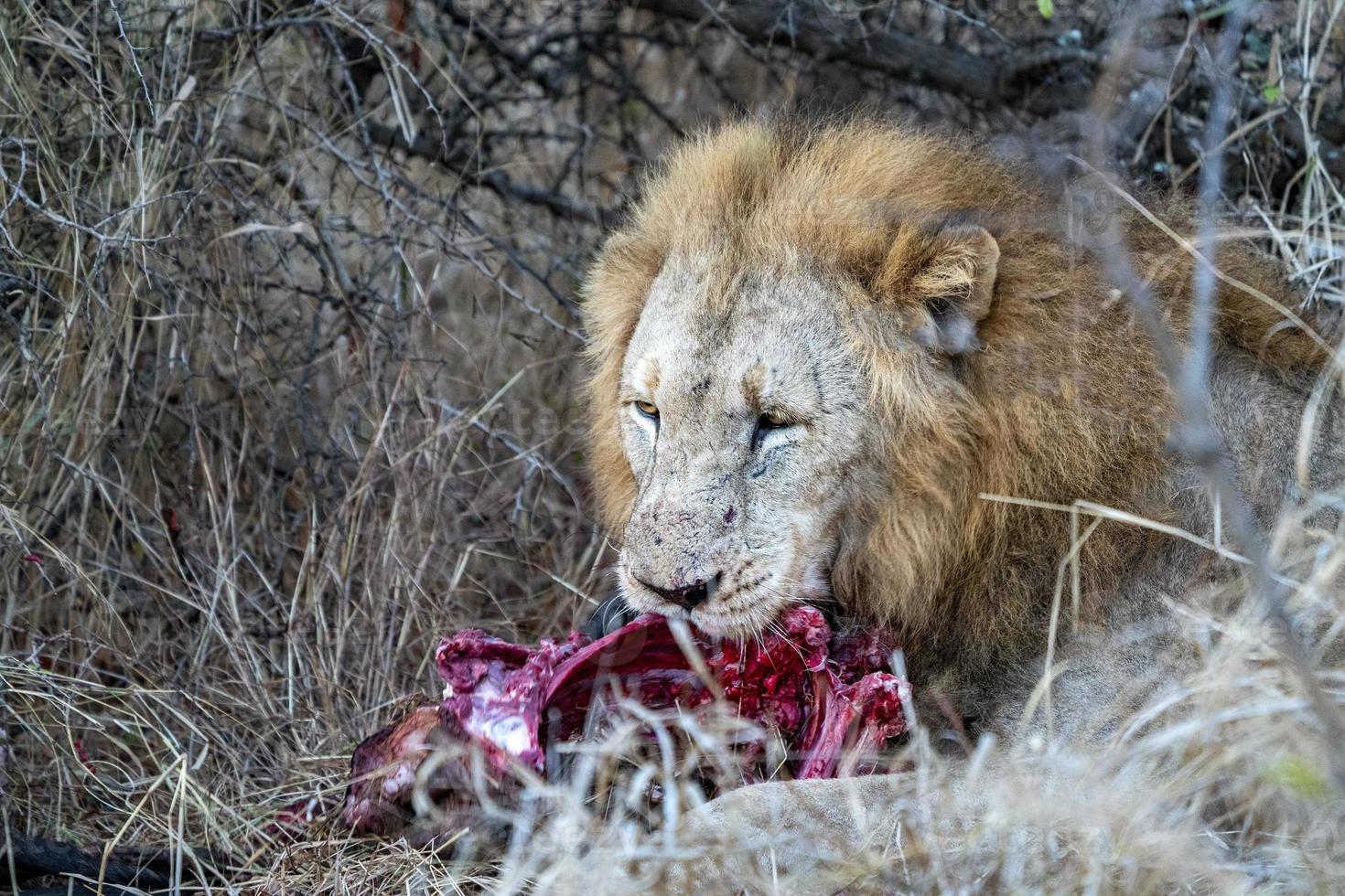 männlicher löwe im kruger park in südafrika, der ein gnu isst foto