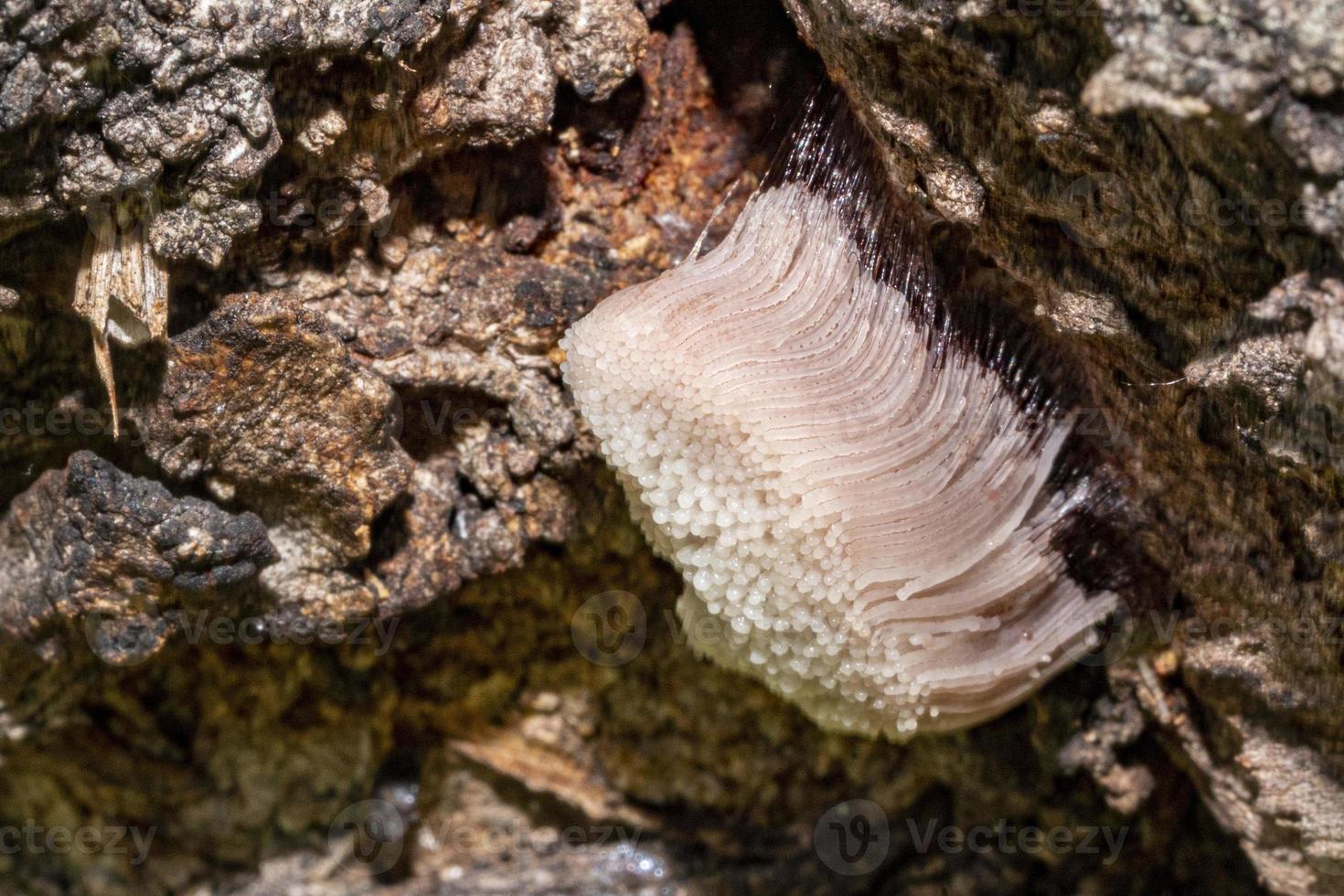 Myxomycetes stemonitis Weißschimmel auf Kirschbaum foto