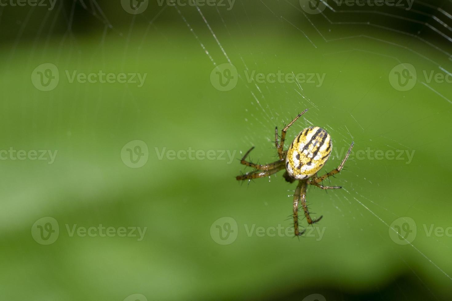 Spinnenmakro auf grünem Blatthintergrund foto