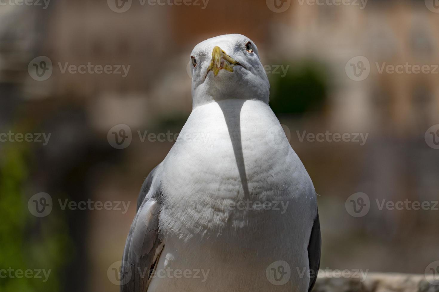 Möwe in den Kaiserforen Rom foto