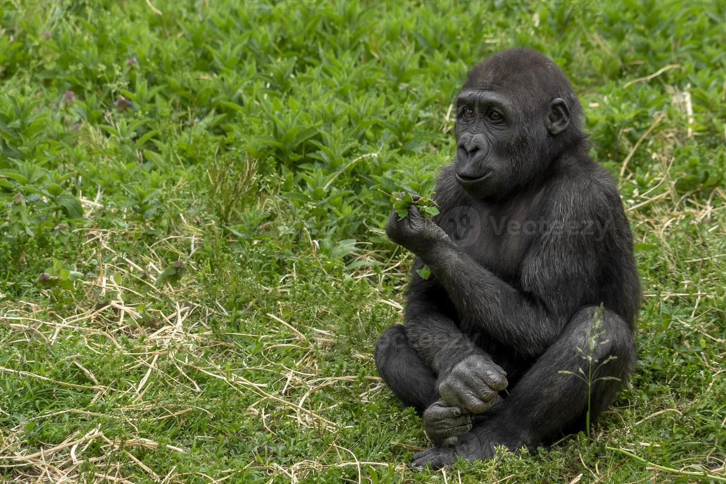 Baby-Gorilla-Affen-Affen-Porträt foto