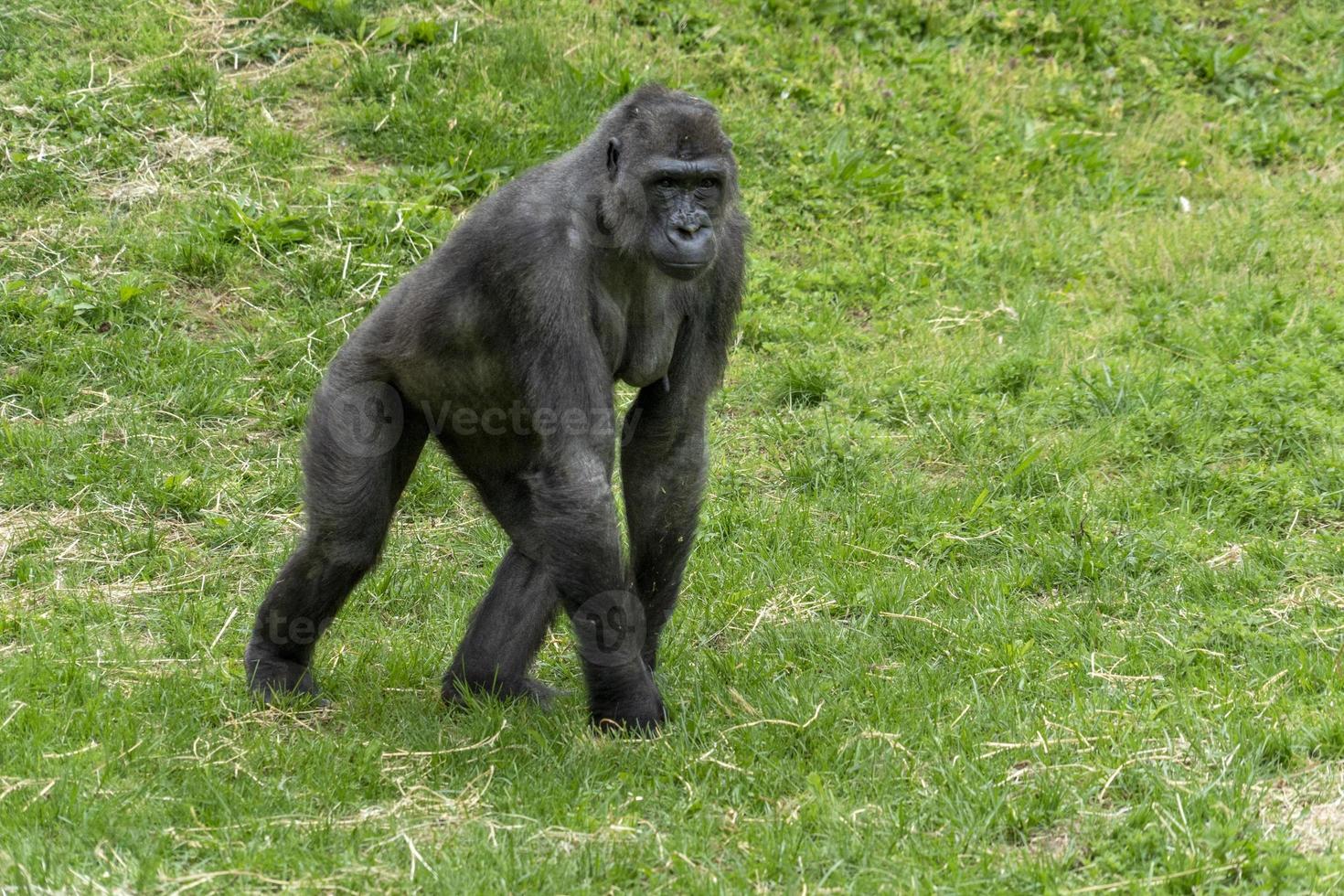 weibliches schwarzes Gorilla-Affen-Affenporträt foto