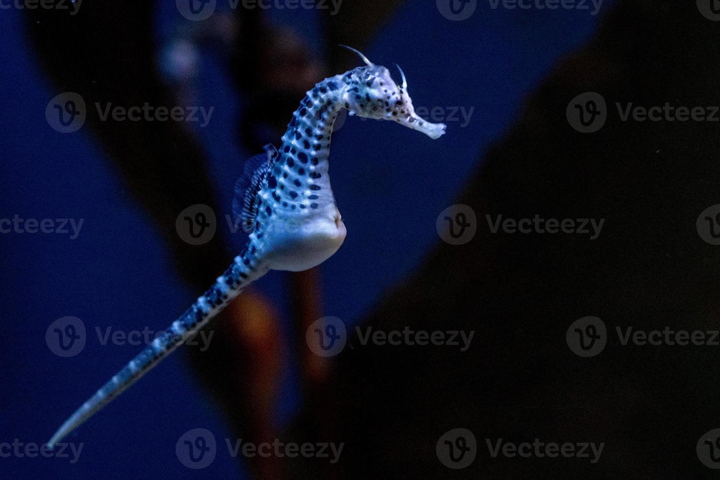 Seepferdchen unter Wasser aus nächster Nähe foto