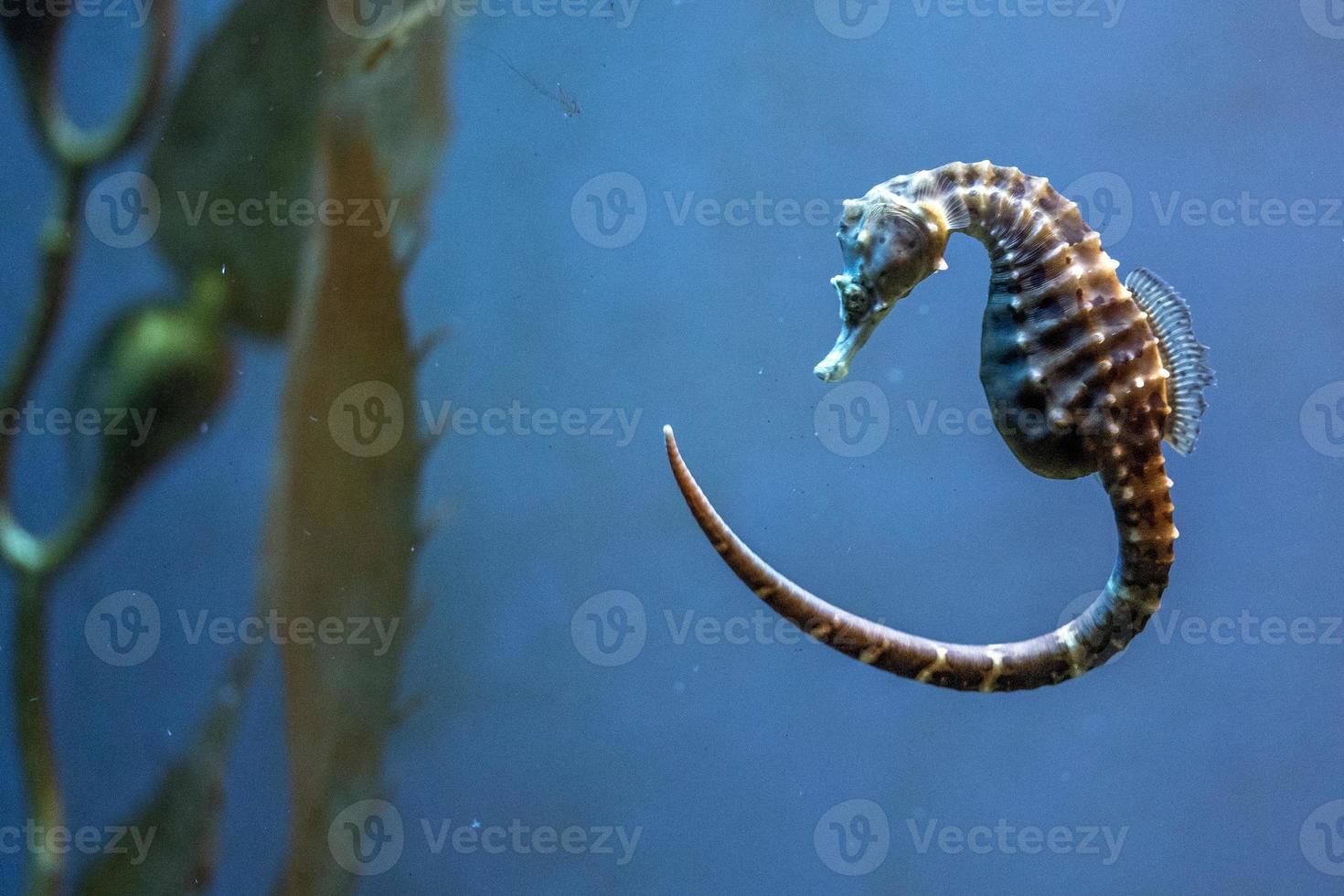 Seepferdchen unter Wasser aus nächster Nähe foto