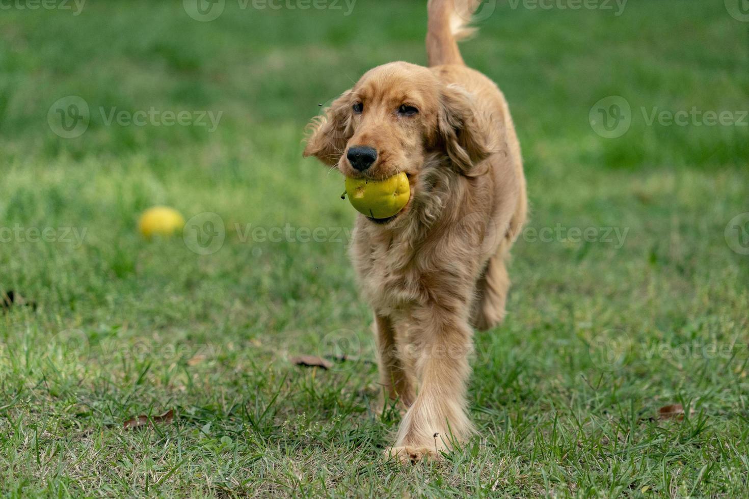 Happy Hündchen Cocker Spaniel hält eine Kaki-Frucht foto