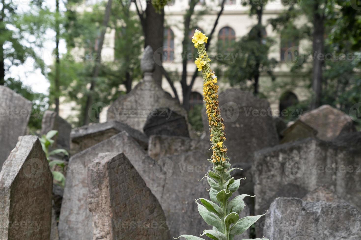 jüdischer alter friedhof in prag foto