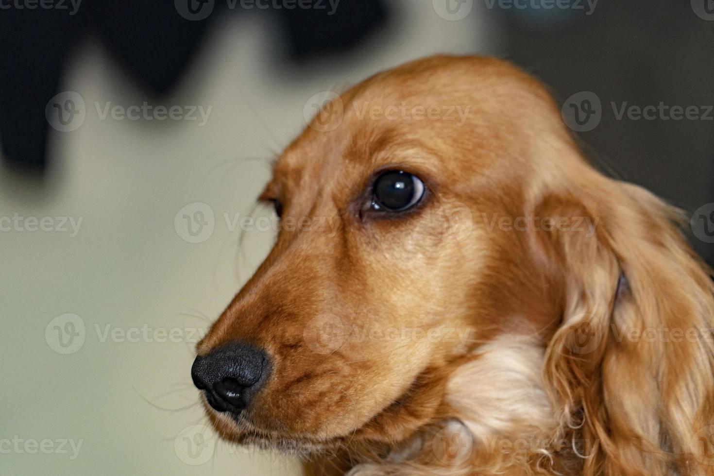 Hündchen-Cocker-Spaniel-Porträt foto