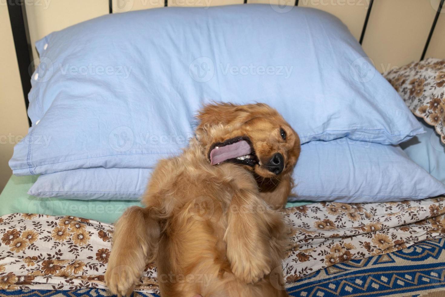 Hündchen Cocker Spaniel entspannt und schläft auf einem Bett foto