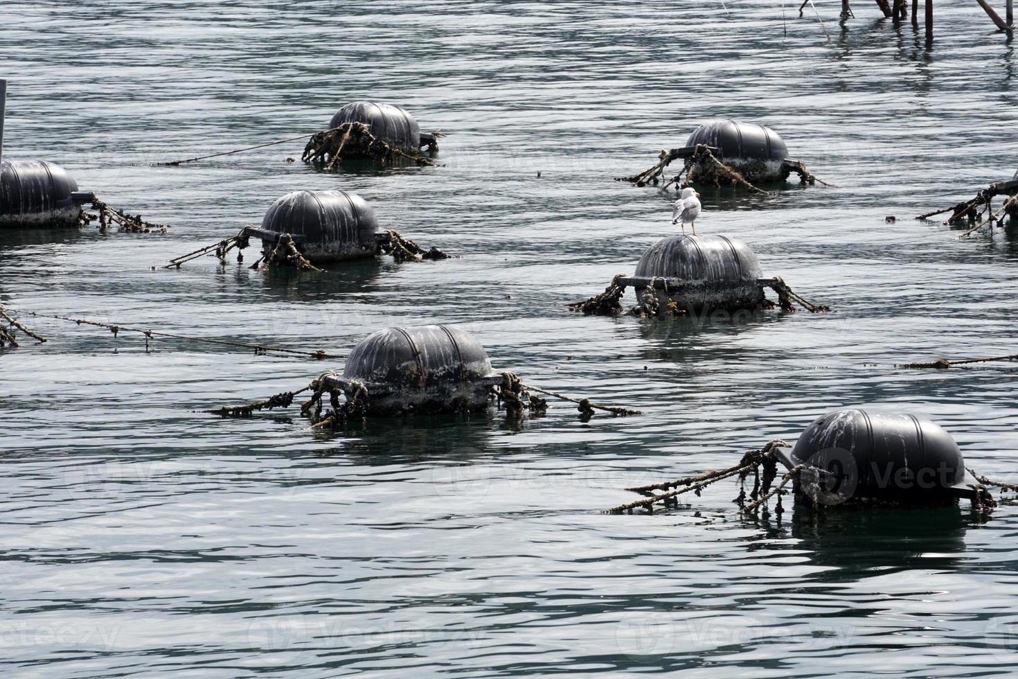 muschelfarm im mittelmeer foto