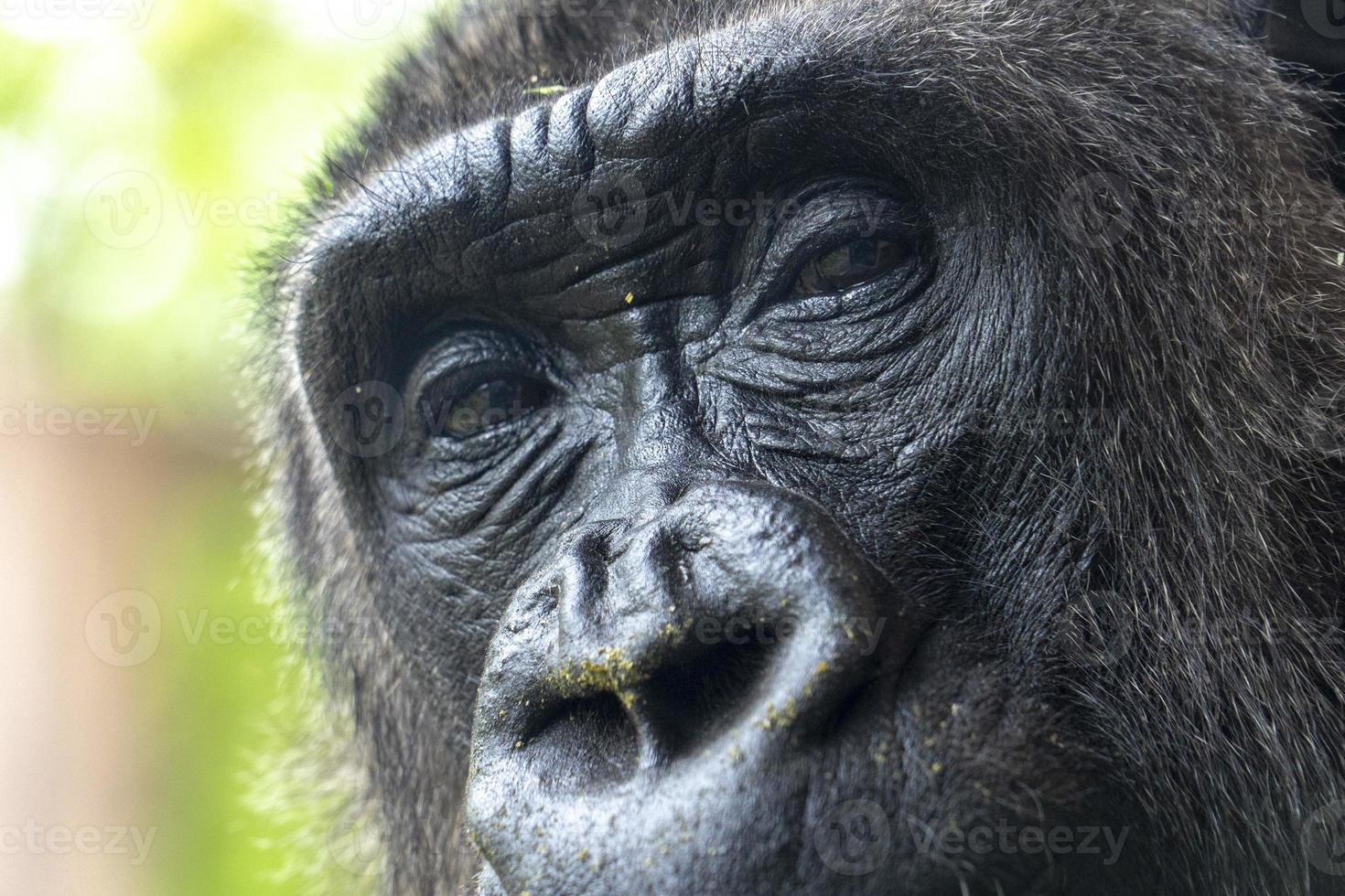 Gorilla-Augen schließen Detail foto