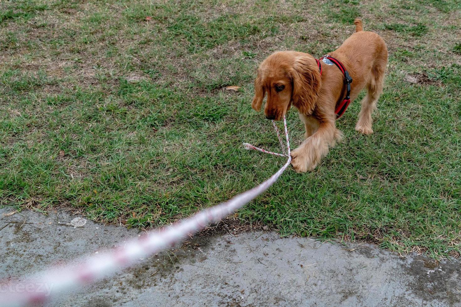 Hündchen Cocker Spaniel spielt mit Seil foto