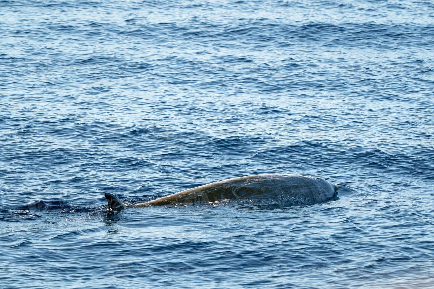 Der seltene Gänseschnabelwal Delfin Ziphius cavirostris foto