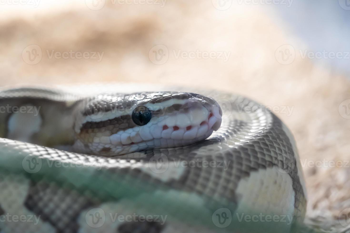 Kopf einer gelb-braunen Schlange mit großem Auge auf dem Körper. foto