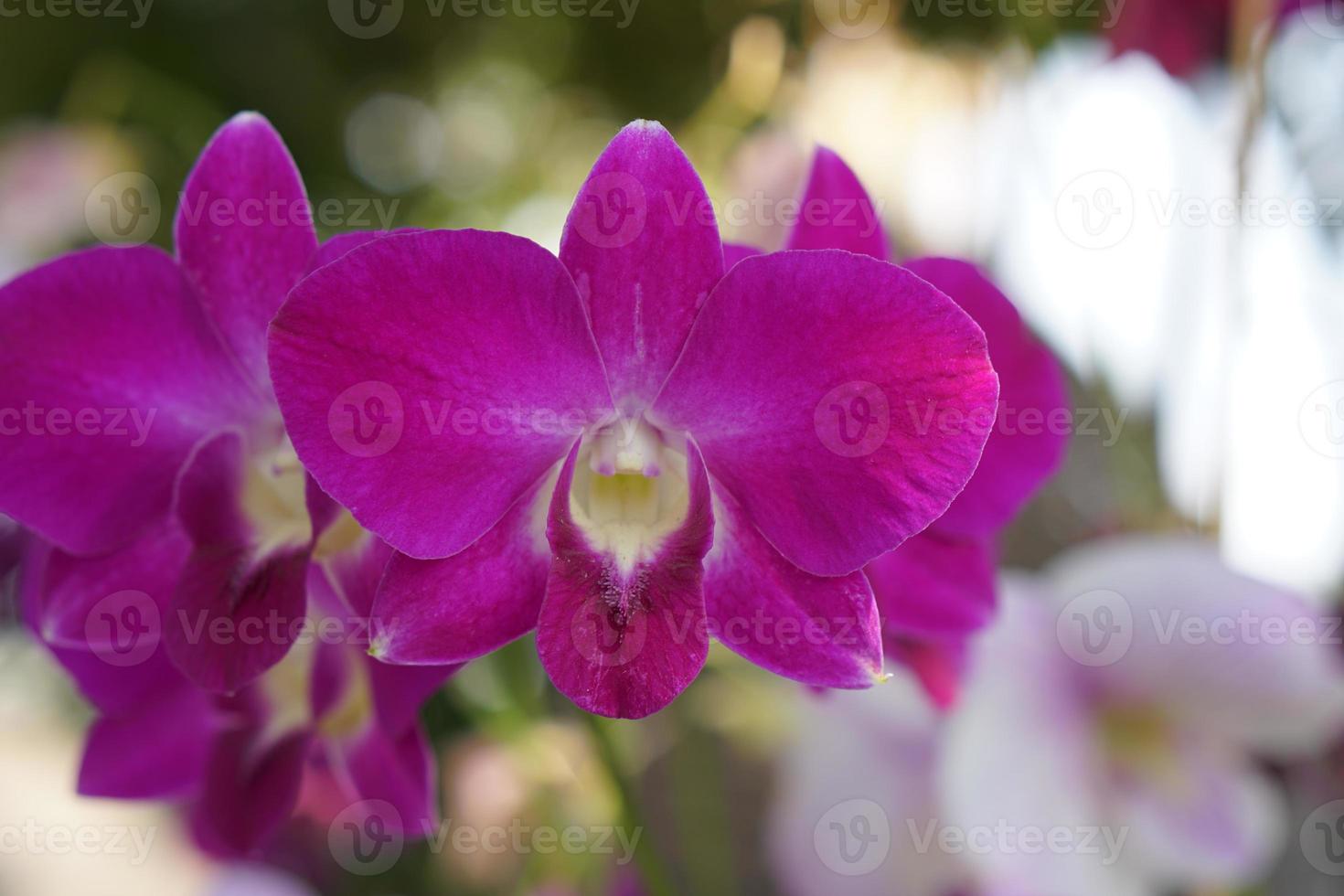 schöne orchideenblumen im park foto