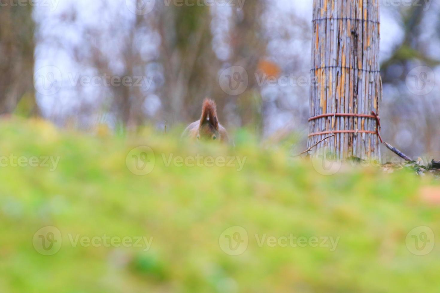 neugieriges eurasisches rotes eichhörnchen sciurus vulgaris im park auf der suche nach nahrung auf dem boden foto