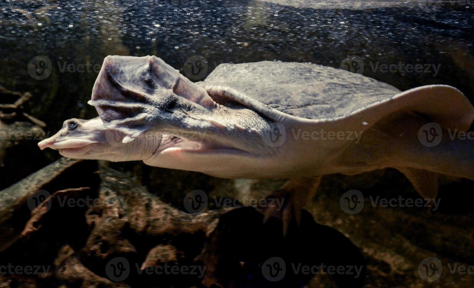 Schildkröte, die unter Wasser schwimmt foto