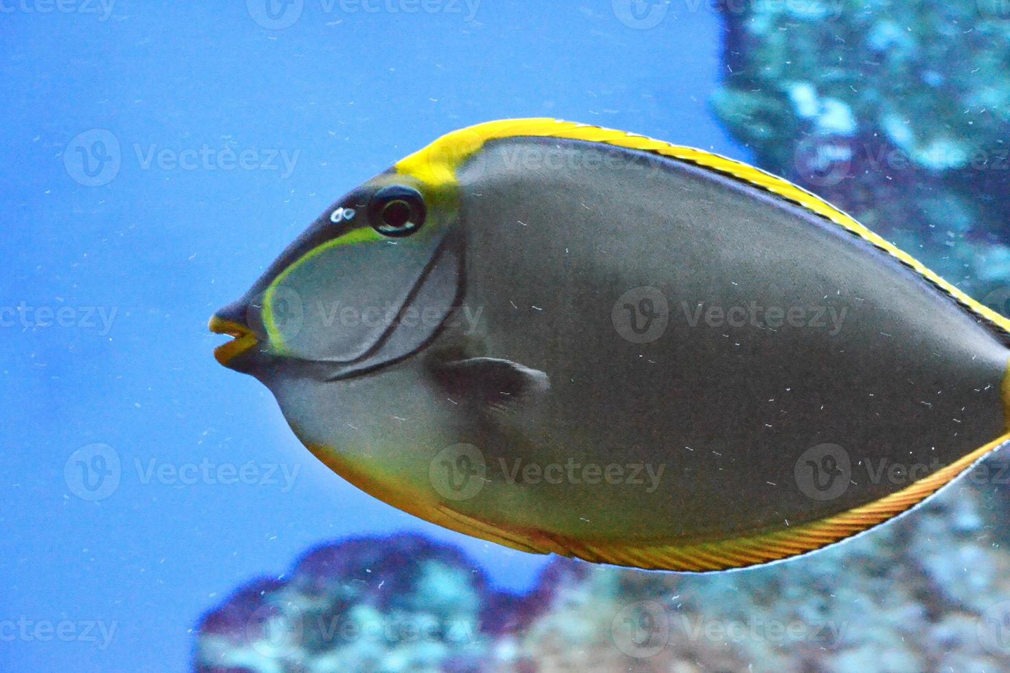 Naso Tang - tropischer grauer und gelber Fisch foto