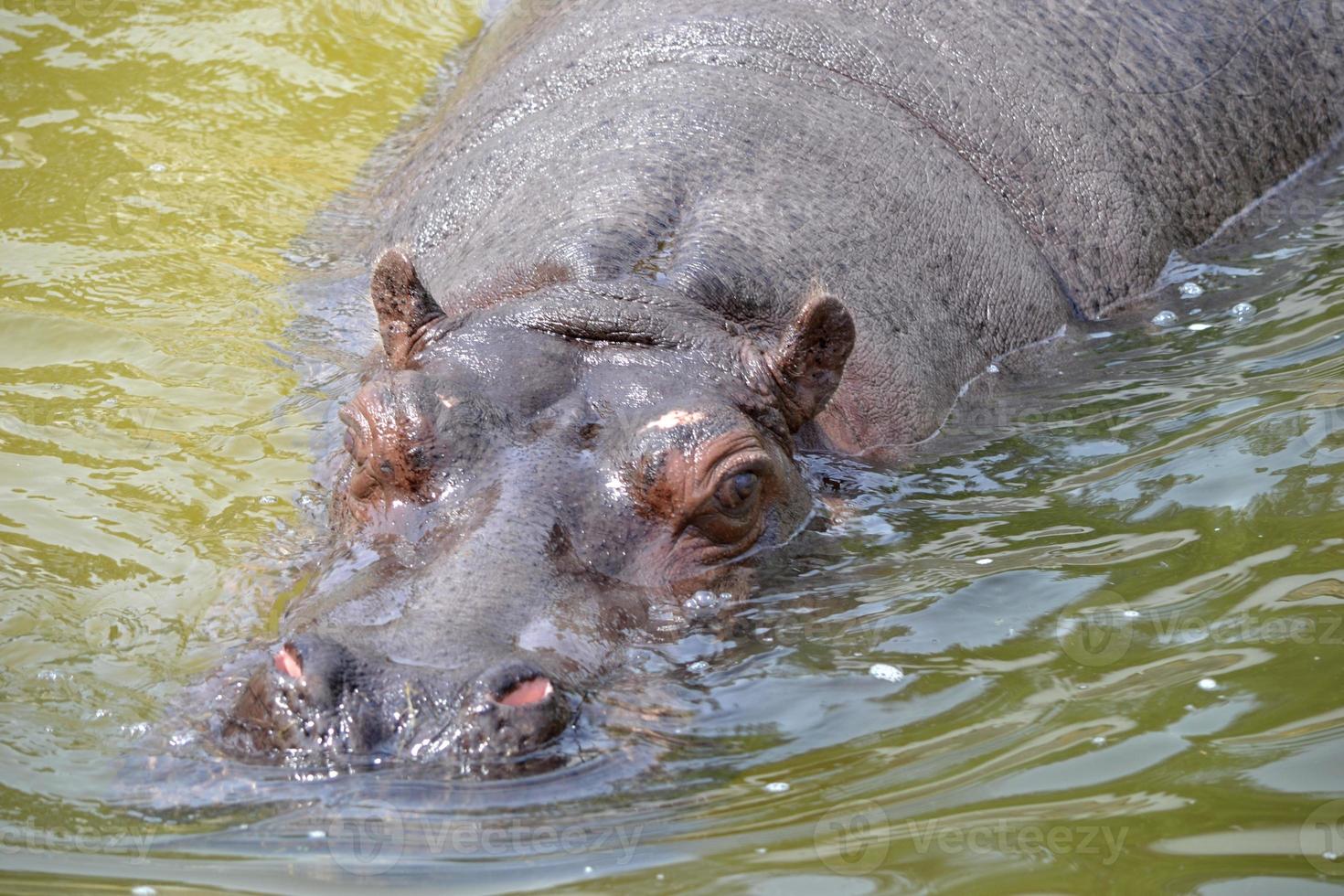 Nilpferd schwimmt im Wasser foto