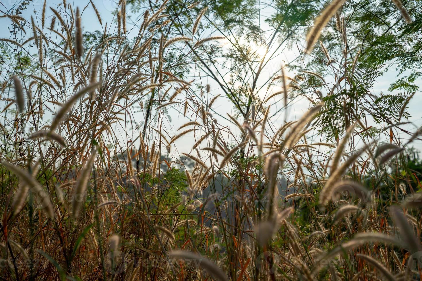 die poaceae-silhouette-grasblume auf dem außenfeld für naturhintergrund. foto