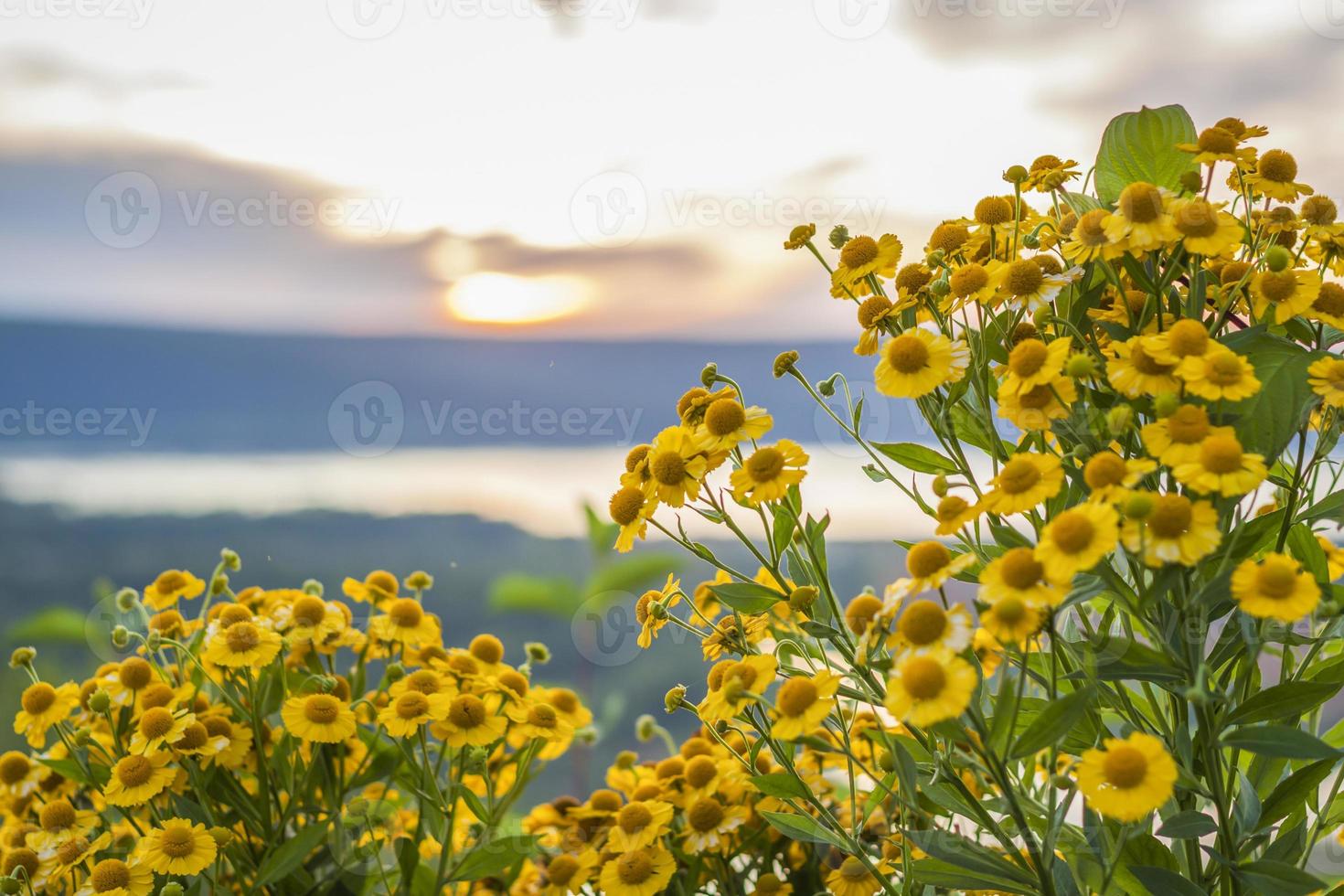 Wilde helle Blumen auf dem Hintergrund eines wunderschönen Sonnenuntergangs. natürliche Landschaft. blauer Himmel und gelbes Sonnenlicht. Landschaft während des Sonnenuntergangs. foto