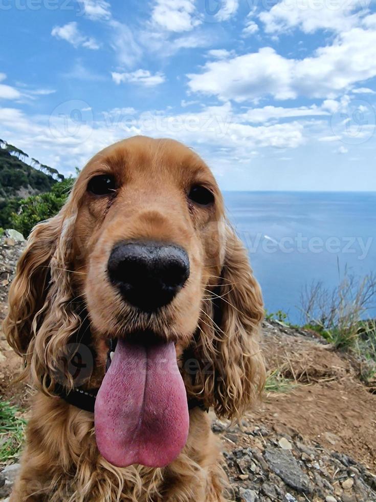 Wandern mit einem Cockerhund Portofino San Fruttuoso Trail durch die Meereslandschaft foto