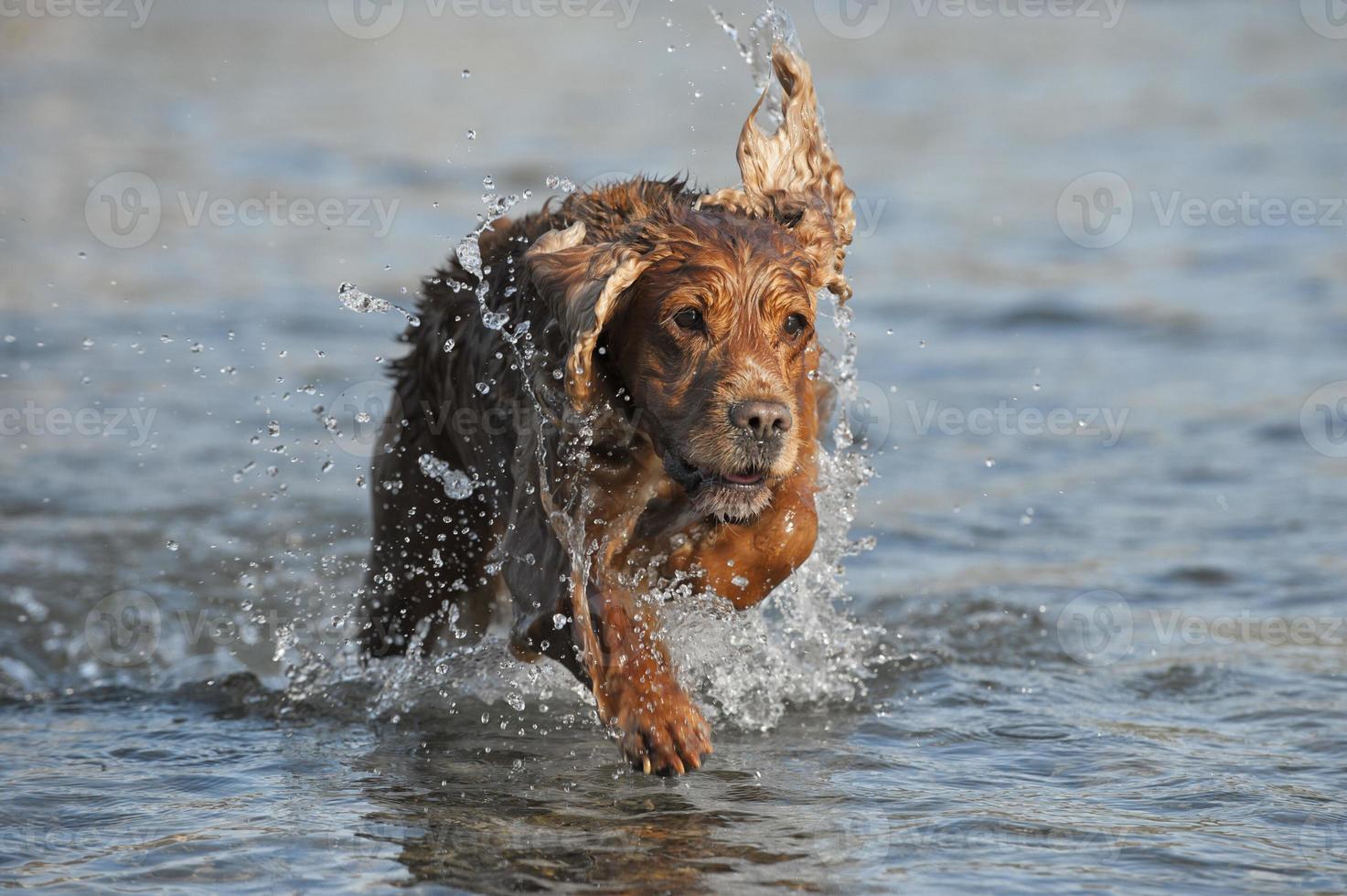 Welpe Cockerspaniel, der im Fluss spielt foto