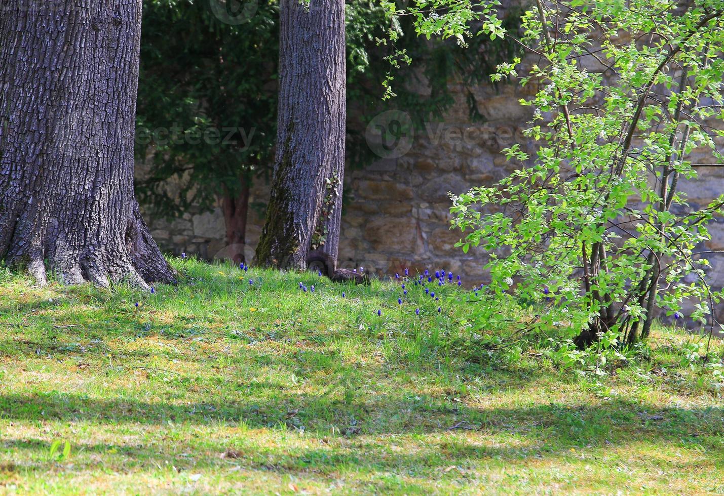 neugieriges eurasisches rotes eichhörnchen sciurus vulgaris im park auf der suche nach nahrung auf dem boden foto