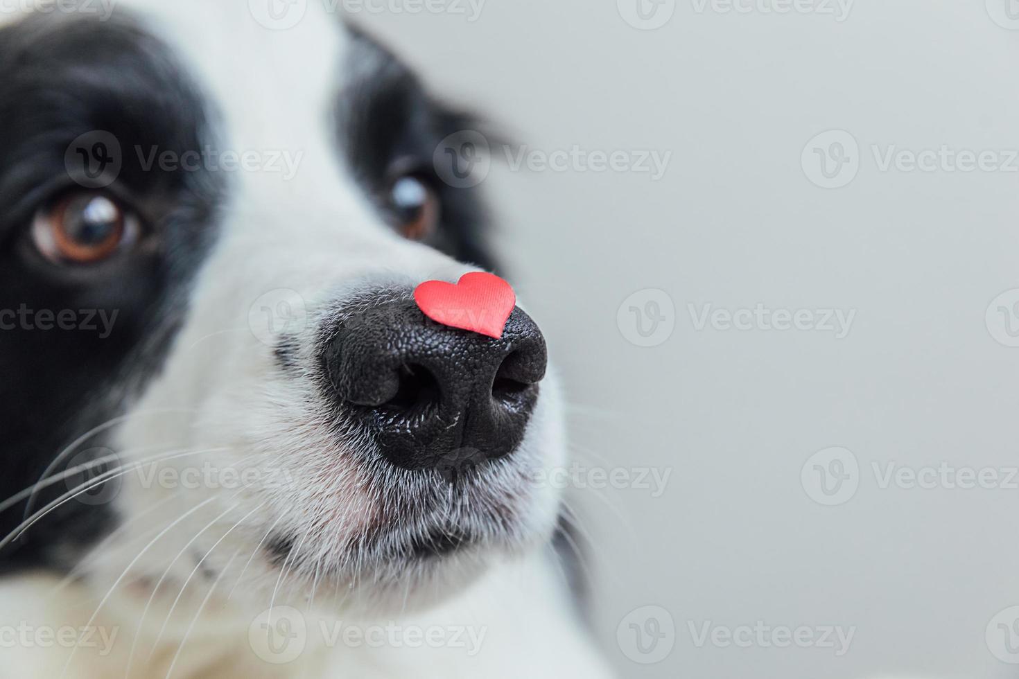 st. Valentinstag-Konzept. lustiges Porträt süßer Welpe Hund Border Collie mit rotem Herz auf der Nase isoliert auf weißem Hintergrund, Nahaufnahme. schöner verliebter hund am valentinstag gibt geschenk. Platz kopieren. foto