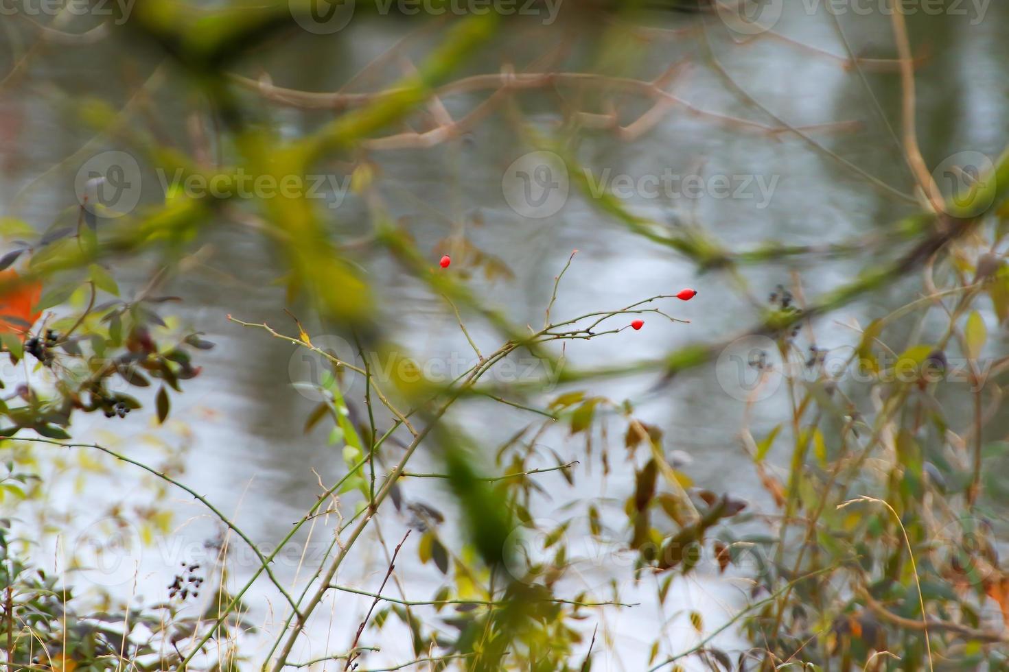 rote und orangefarbene Beeren an einem Baum im Winter foto