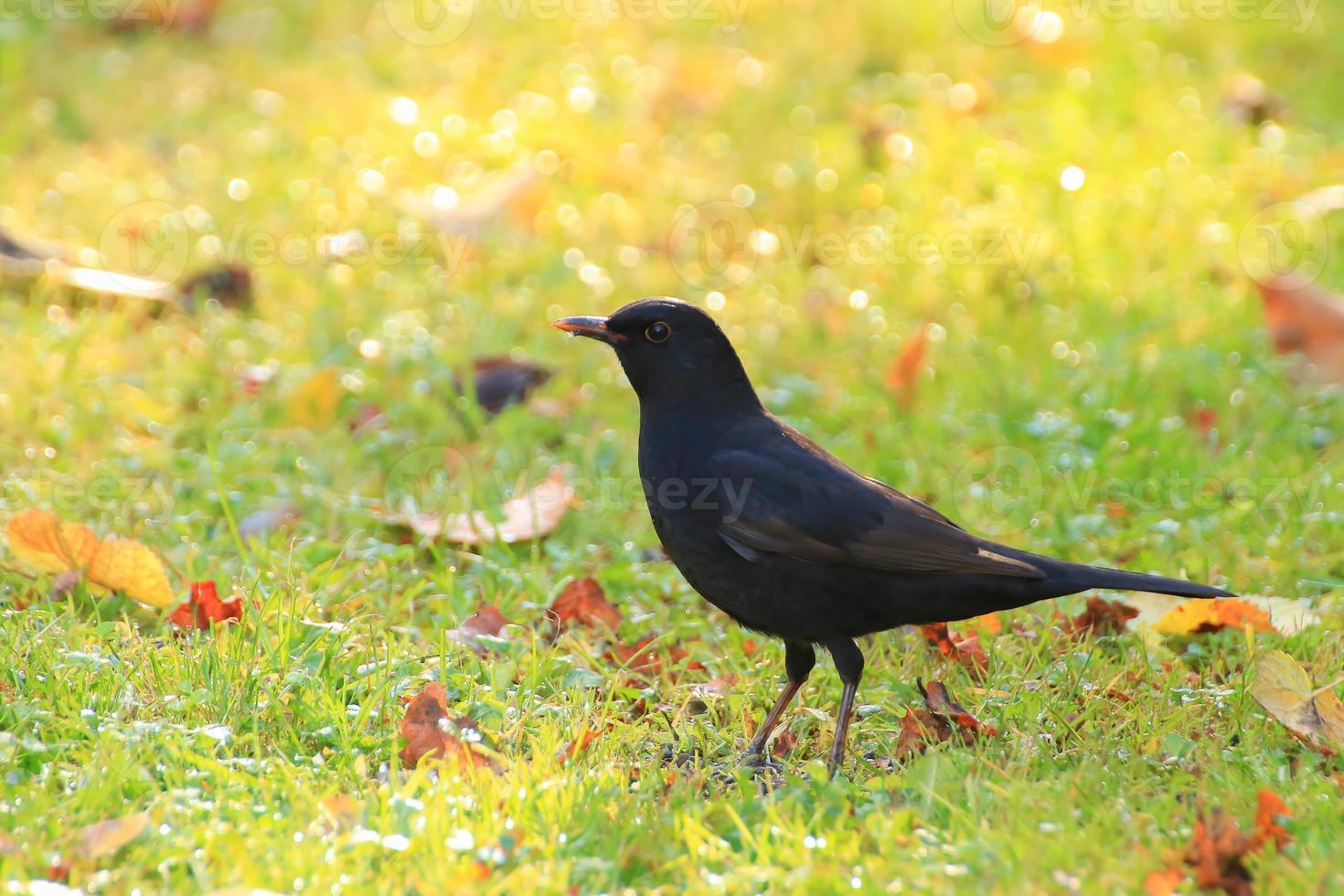 eine Amsel, die auf dem Boden nach Nahrung sucht foto