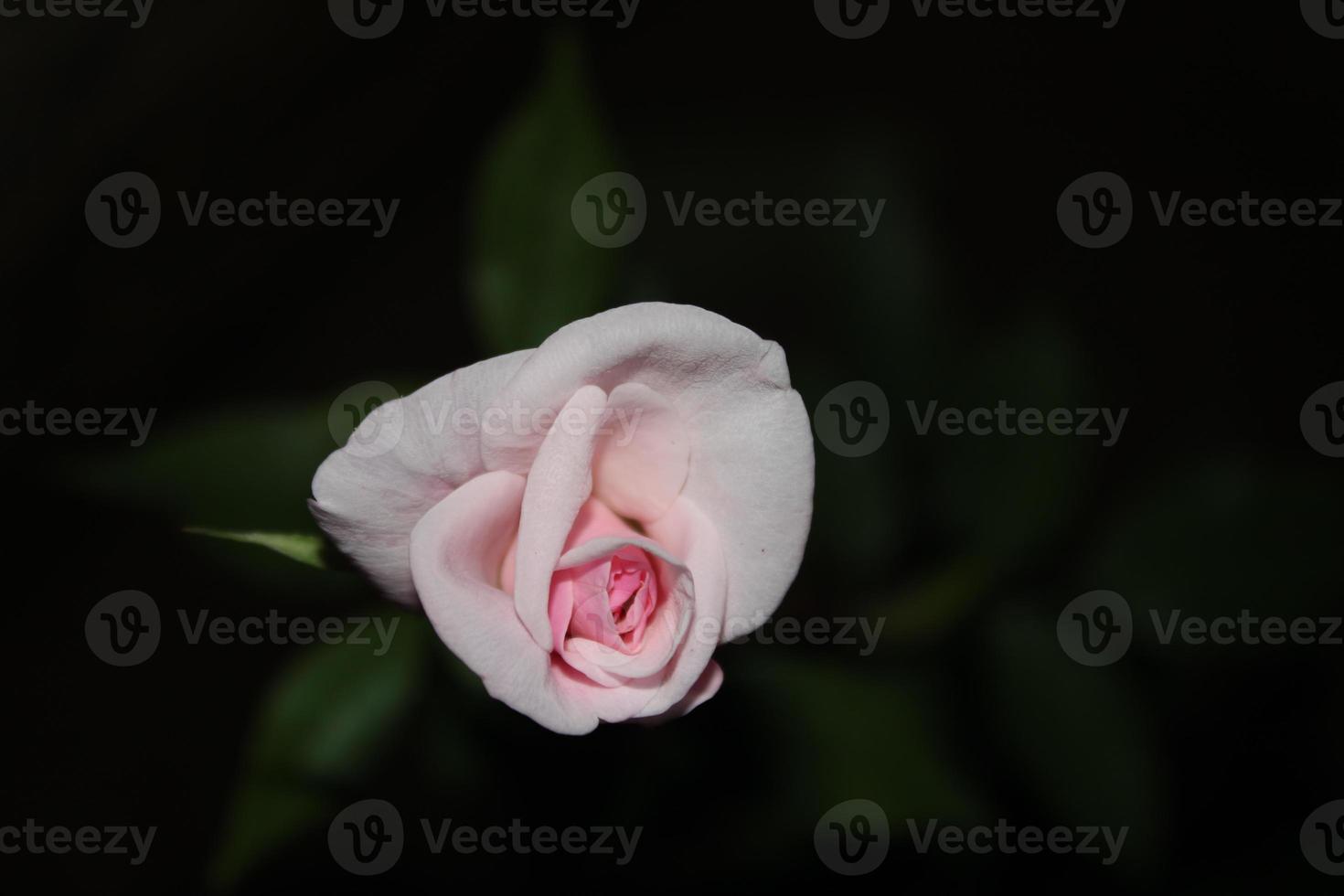 schöne blühende Rosenblume aus nächster Nähe foto