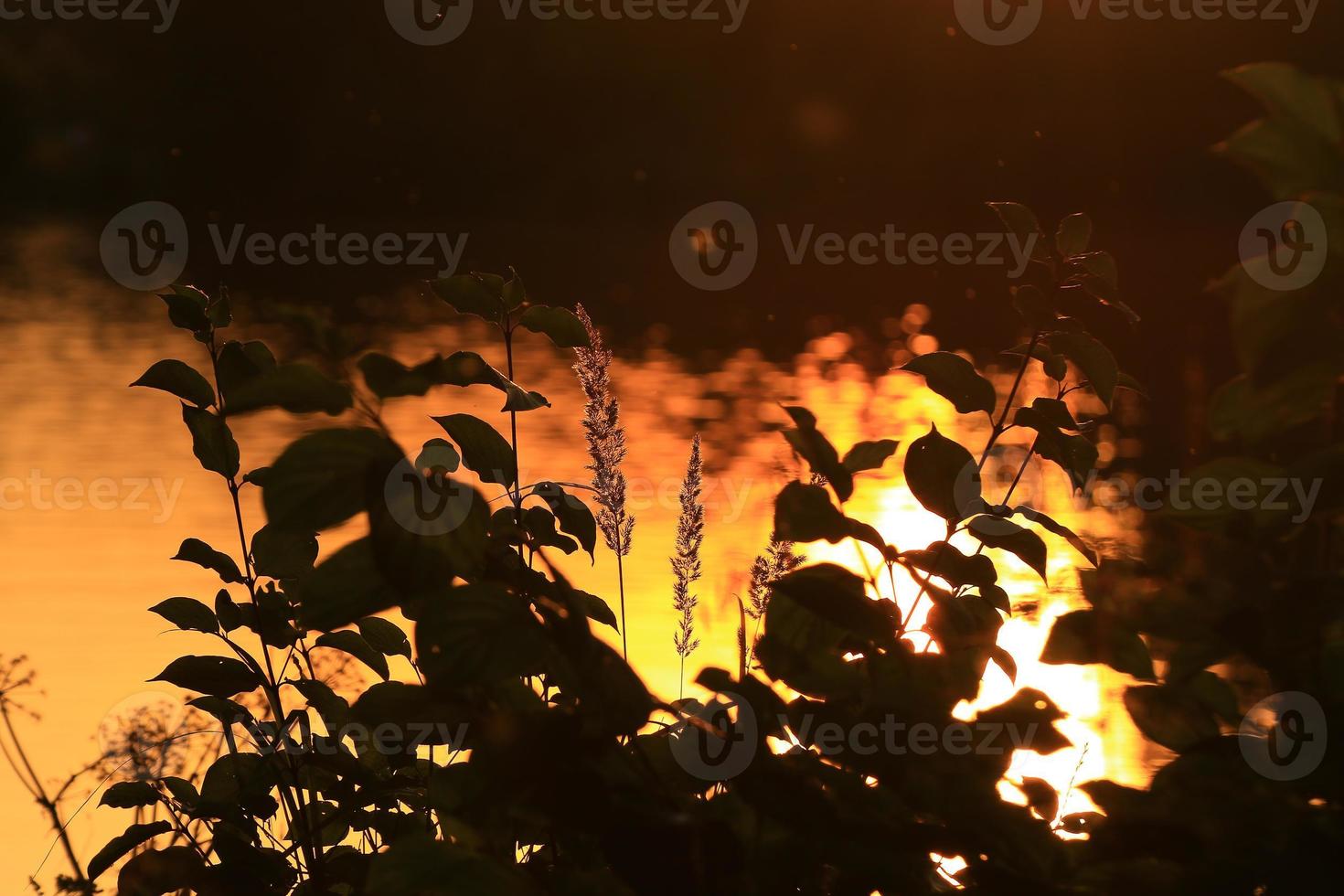 Gras und Blätter Silhouette bei Sonnenuntergang in der Nähe des Flusses foto