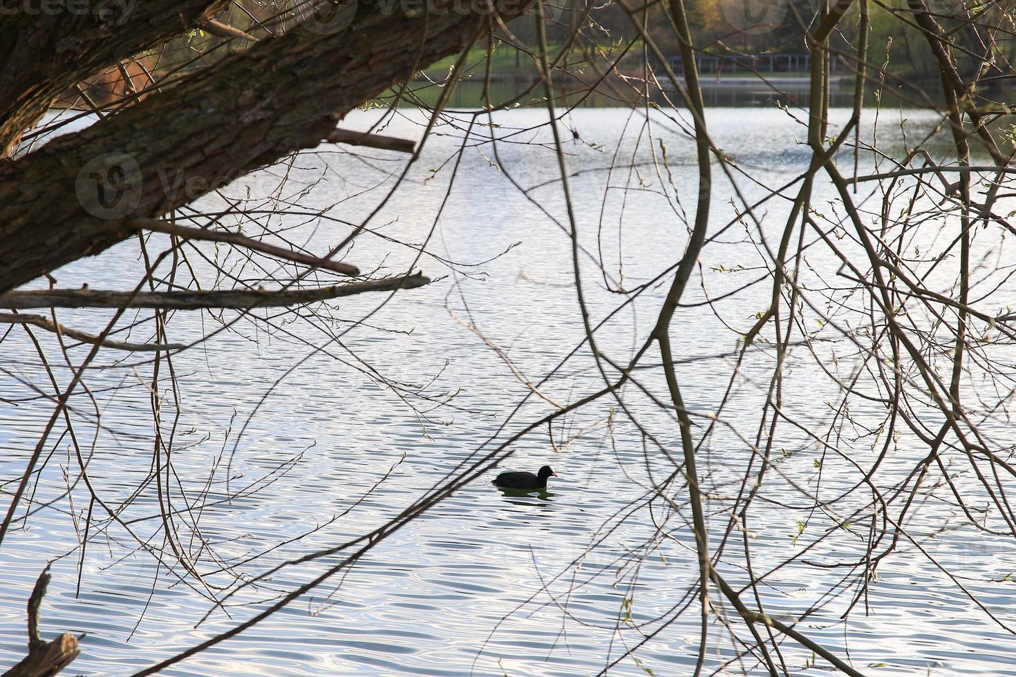 Porträt eines Blässhühners, der auf der Donau schwimmt foto