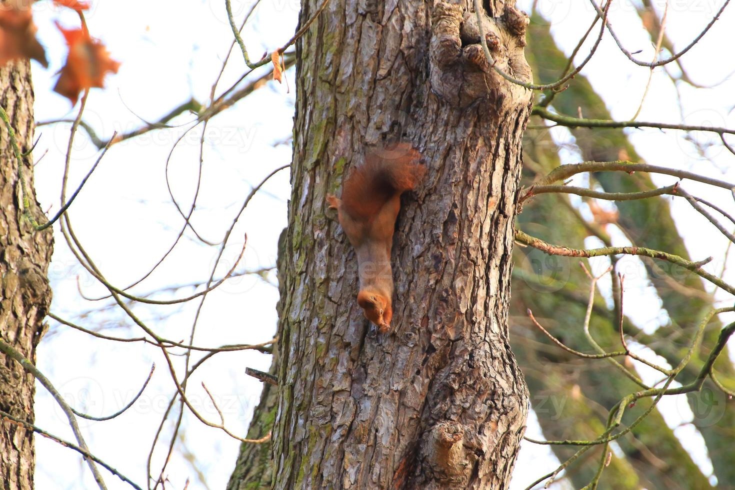 Neugieriges rotes Eichhörnchen, das hinter dem Baumstamm späht foto